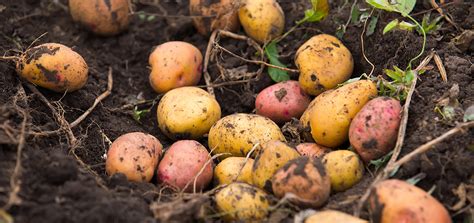 Farm Management Practices for Increased Potato Tubers Yield - AGRIVI