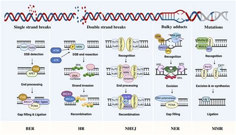 Targeting DNA repair pathway in cancer: Mechanisms and clinical application - Wang - 2021 ...