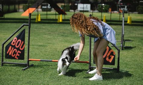 Effective Techniques for Dog Training – Petloveresource.com