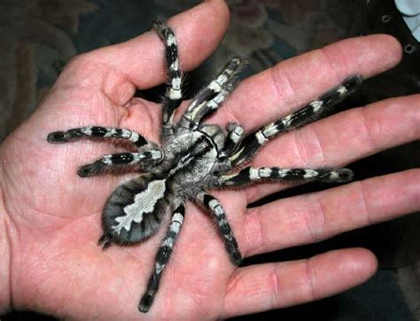 The 16 Largest Spiders on Earth – Page 10 – Mutually