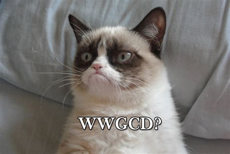 WWGCD | Grumpy Cat | Know Your Meme