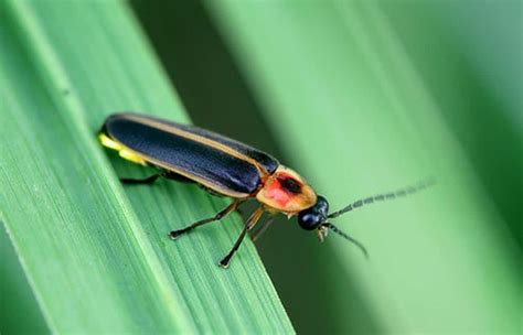 Pennsylvania State Bug. Take a Guess What It Is. - The Pest Rangers