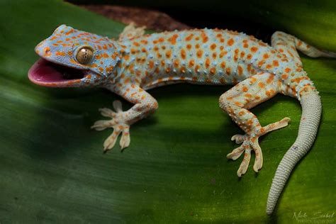 Top 10 Coolest Pet Lizards Some Lizard Species Are Really Cool But ...