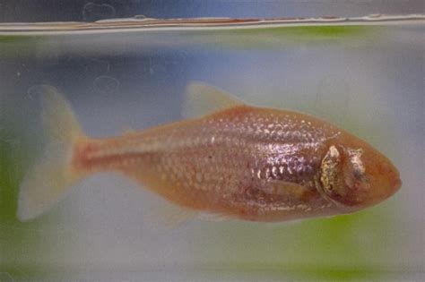 UC biologist explains how cavefish evolution relates to our sedentary behavior | University of ...