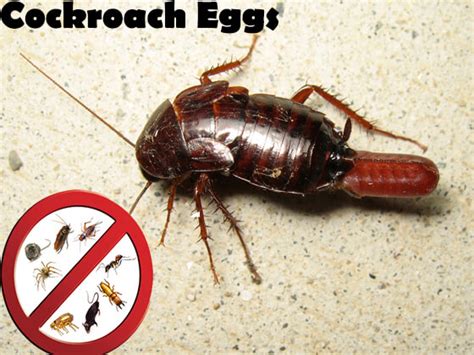 Termite Pest Controls: Cockroach Eggs Hatching