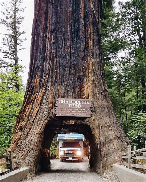 RV Camping in Redwood National Park - Cruise America