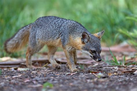 Island fox | The island fox (Urocyon littoralis) is a small … | Flickr