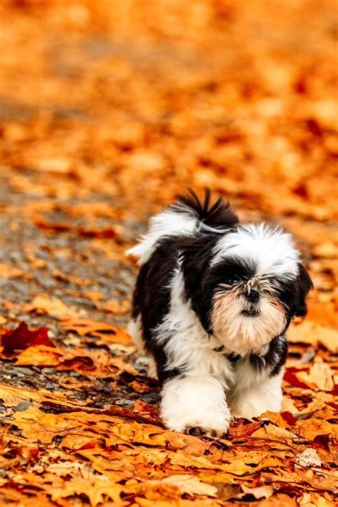 Shih tzu puppy playing in the fallen leaves. #shihtzu