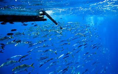 About Skipjack Tuna Fish Biology and Habitat - Tuna Skipjack Frozen, Skipjack Tuna Supplier ...