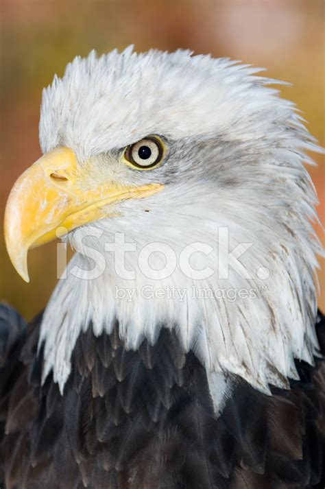 Bald Eagle Portrait Stock Photo | Royalty-Free | FreeImages