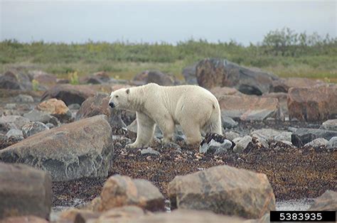 polar bear (Ursus maritimus)