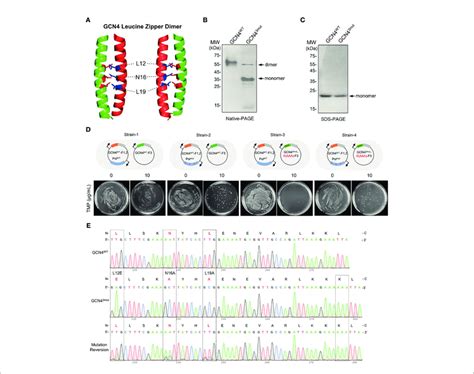 | Recovery of the homodimer formation activity in mutated GCN4 by ...