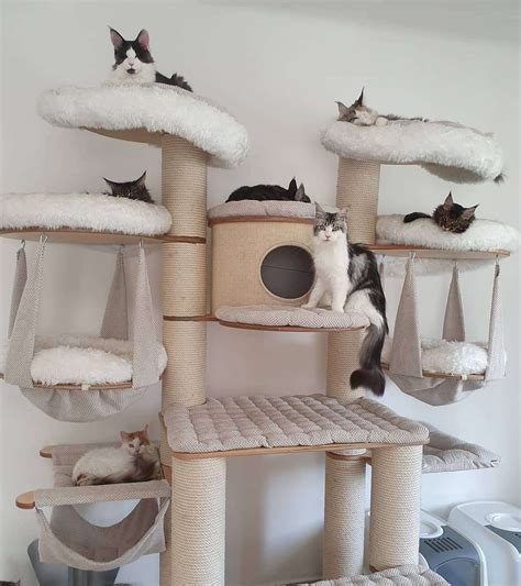 10 Amazing Cat Trees You Have to See