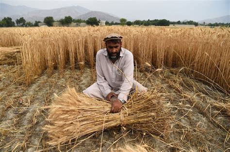 FAO Food Price Index dips in May