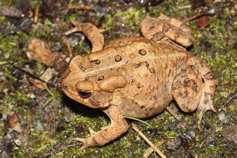 Understanding Toad Identification - HERPING VIRGINIA