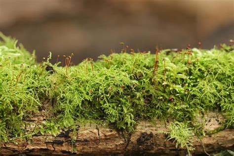 19 Types of Mosses For Your Garden | Trees.com