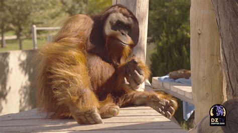 How Denver Zoo’s Orangutan Family Reacted to LIVE Music from the Colorado Symphony | When we all ...