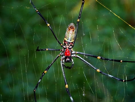 Indonesia - Bali - Spider - 1 | Spiders (order Araneae) are … | Flickr