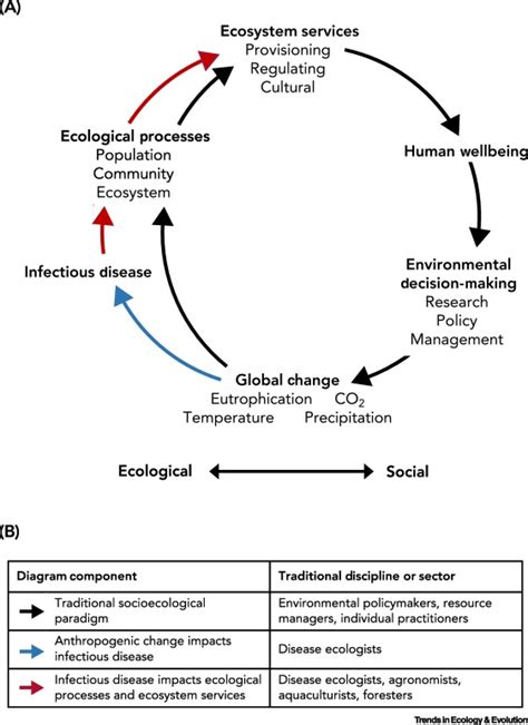 Disease-mediated ecosystem services: Pathogens, plants, and people ...