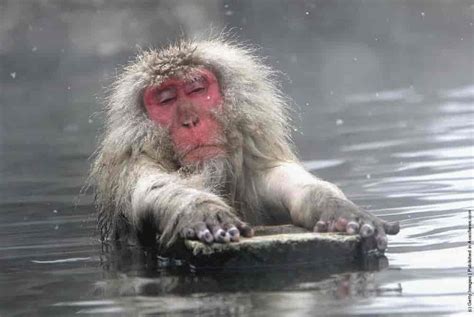 Japanese Macaques Bathe In Hot Springs » GagDaily News