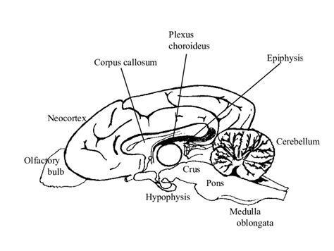 Canine Brain Anatomy