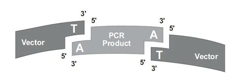 Principle of the TA cloning kit. 3'-adenosine residues added by the... | Download Scientific Diagram