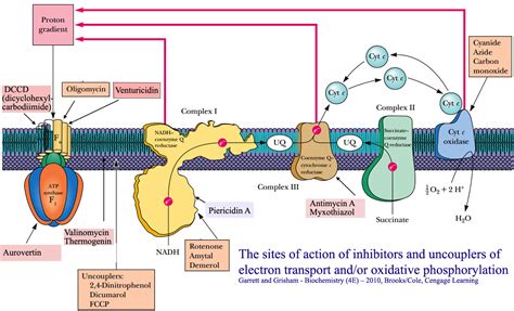 Oxidative Phosphorylation V: Inhibitors and Uncouplers - Biotech MCQ