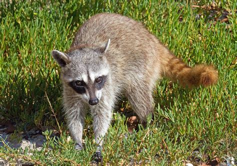 Photos of procyonids - raccoons, ringtails, coatis - family Procyonidae