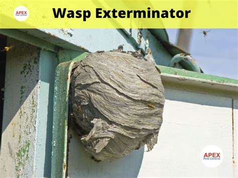 Find The Best Wasp Exterminator Near You All Your Questions Answered