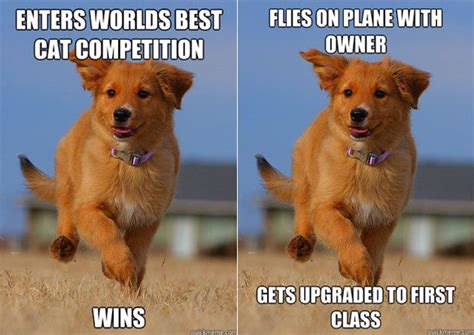 He's a winner! #dogs | Funny dog captions, Puppy quotes, Puppy training ...