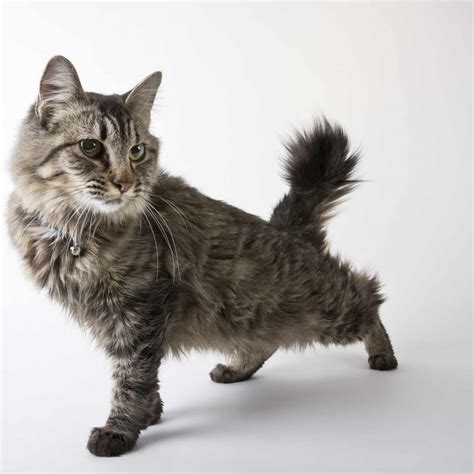 10 Unique Bobtail Cat Breeds