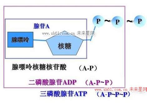 ADP和ATP的相互转化 腺苷二磷酸和腺苷三磷酸