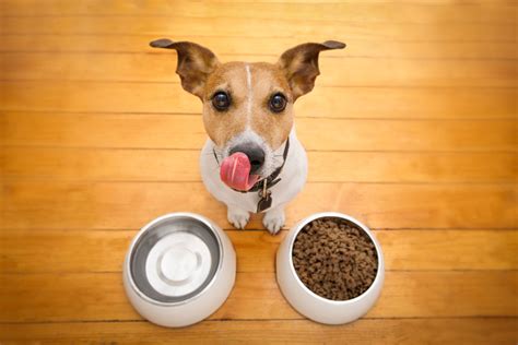 7 Best Hypoallergenic Dog Food for Allergies 2020 | Canine Weekly