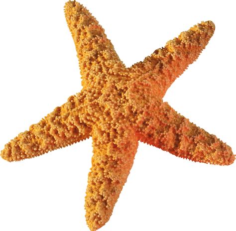 Starfish Clip art - Starfish PNG png download - 2279*2231 - Free Transparent Starfish png ...