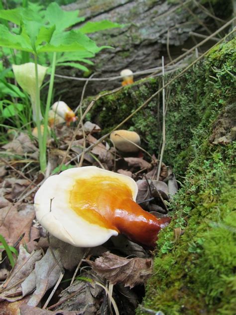 Foraging Reishi Mushrooms