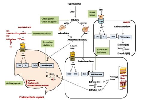 Pathway of aromatase (CYP19) gene action for conversion of... | Download Scientific Diagram