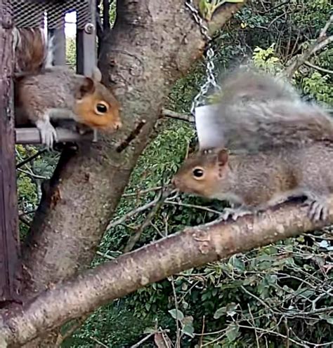 Playing baby squirrels :) : r/babyanimals