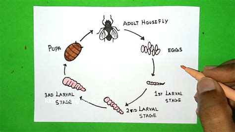 Life Cycle Of A Housefly