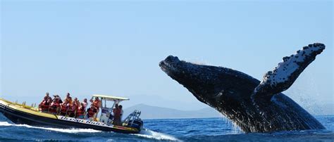 Book a Majestic Los Cabos Whale Watching Tour