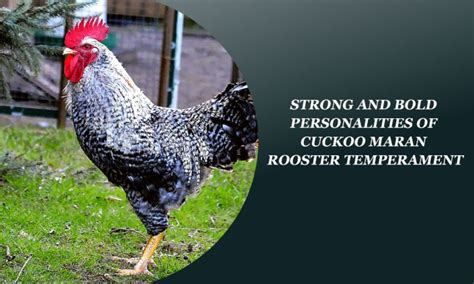 Cuckoo Maran Rooster Temperament: Strong and Bold Personalities