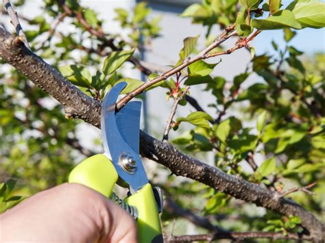 Kentucky Home Gardens Pruning Fruit Trees