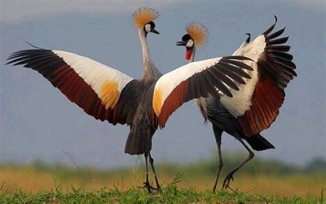 The Dance of Love - Grey Crowned Crane | CRITTERS | Pinterest