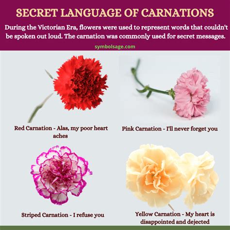 The Secret Language of Carnations