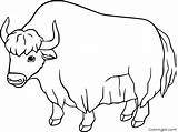 39 Free Printable Yak Coloring Pages Vector Format For Easy Printing sketch template
