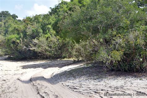 Wilpattu National park | AmazingLanka.com