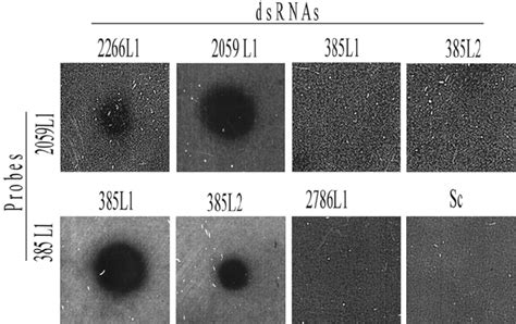 Dot-blot hybridization. dsRNAs were puri fi ed from Xanthophyllomyces... | Download Scientific ...