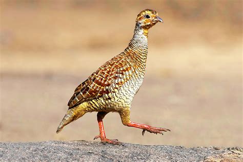 Grey francolin Bird Photograph by Ankur Moitra