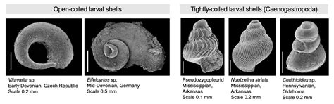 Fossil Record of Gastropoda - Digital Atlas of Ancient Life