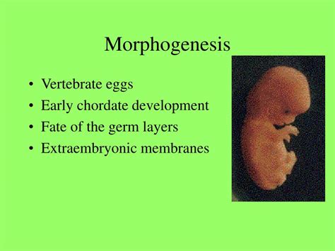 PPT - Morphogenesis PowerPoint Presentation, free download - ID:457957