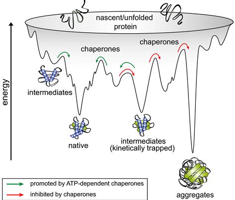 Recent advances in understanding catalysis of protein folding by molecular chaperones - Balchin ...